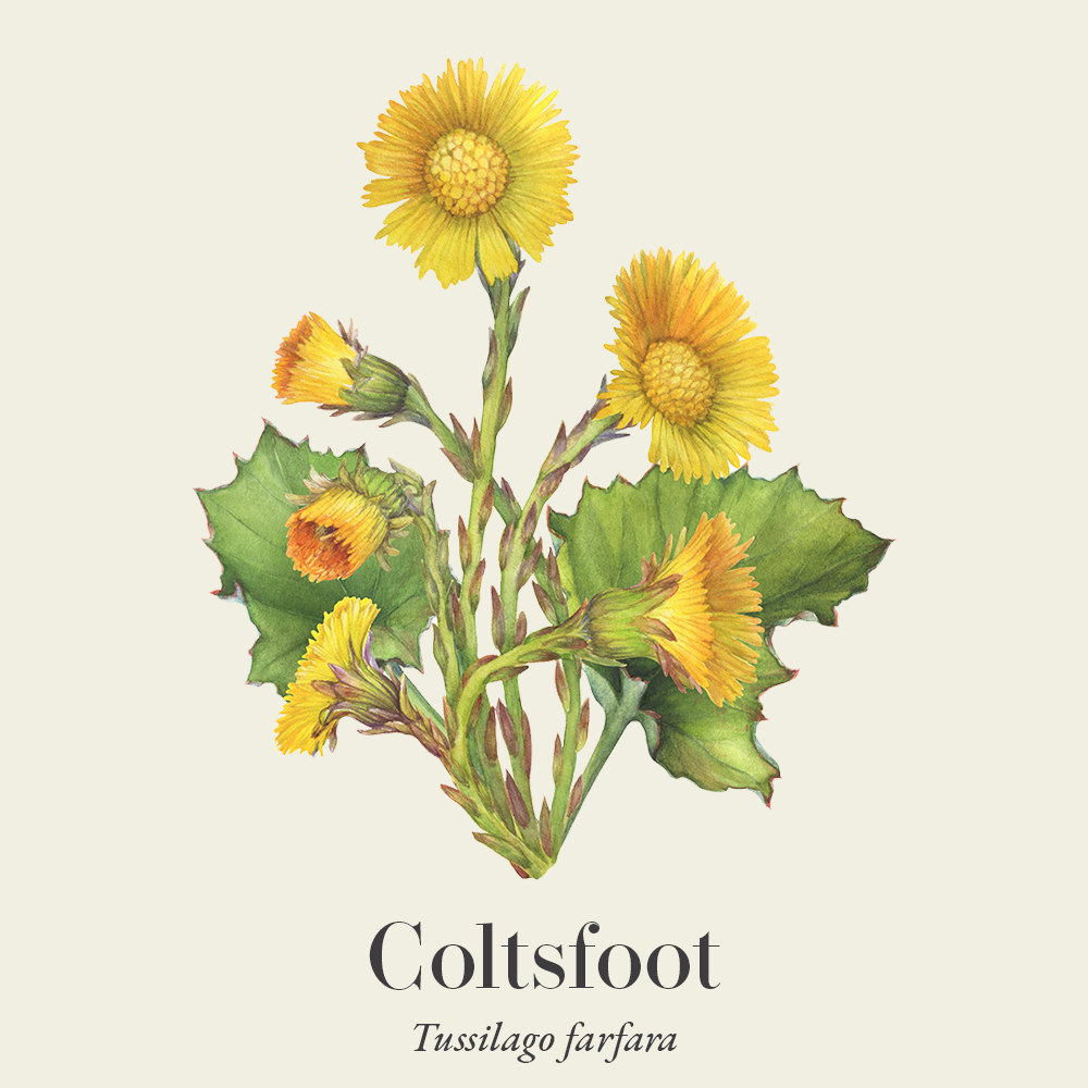 Coltsfoot 60 capsules or 50ml tincture