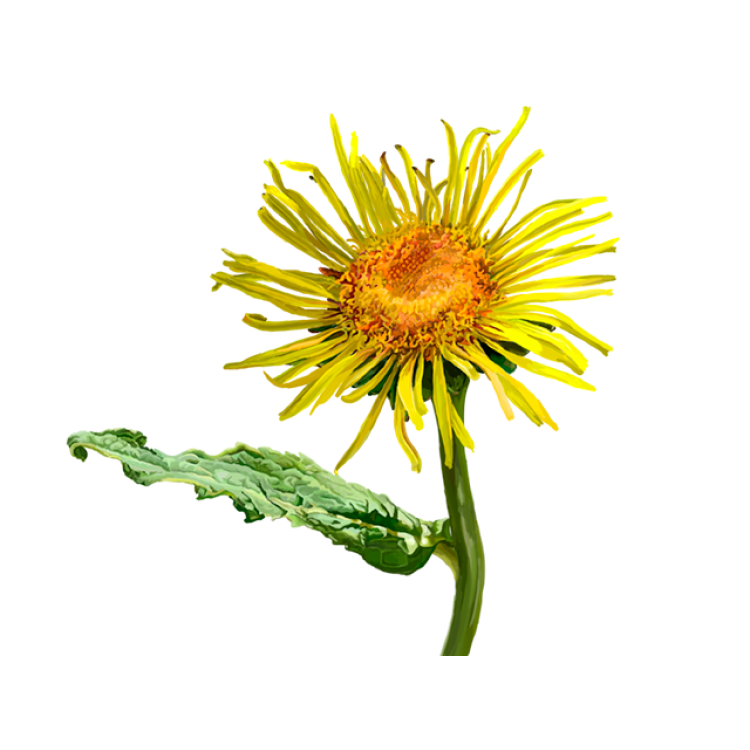 Elecampane 60 capsules or 50ml tincture